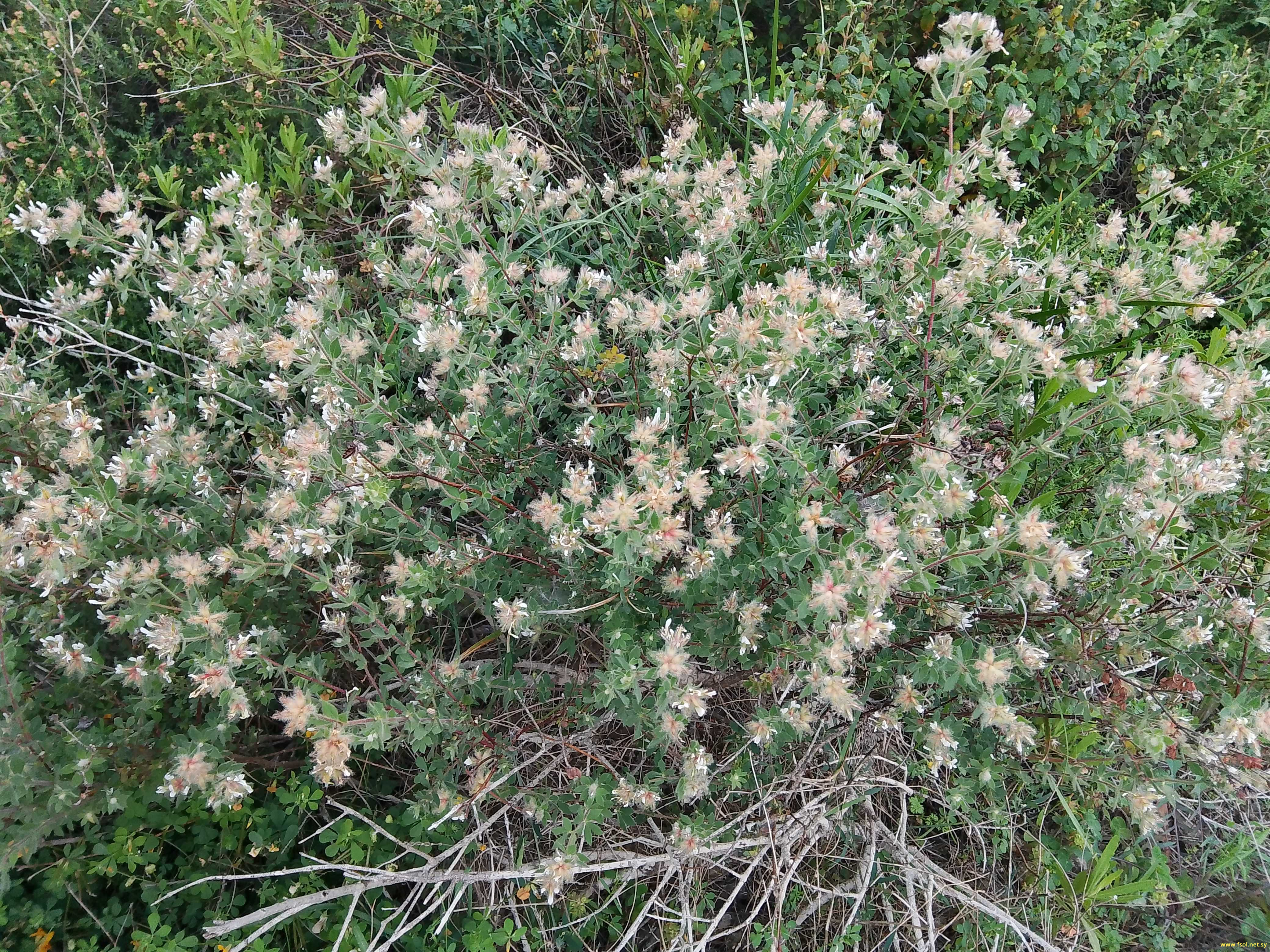 Dorycnium hirsutum (L.) Ser.